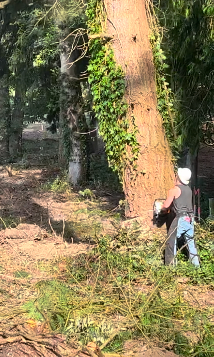 Cedarside Commons, Landclearing Project image 3 Cedarside Commons, Landclearing Project image 3